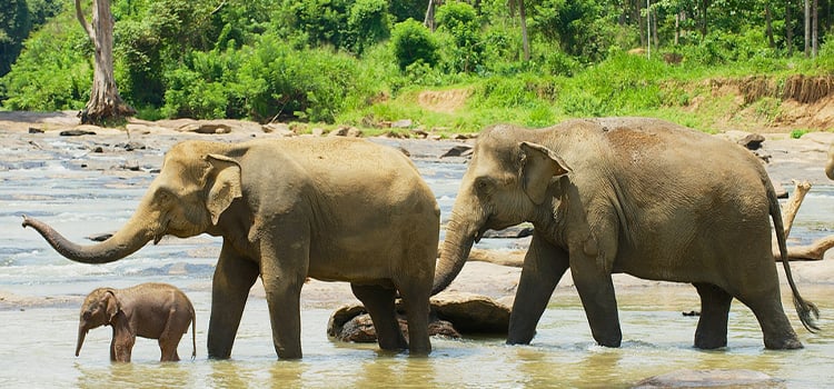 Sri-Lanka-holiday-package-kandy-pinnawala-elephants-2